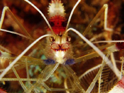 Banded Shrimp portrait by Bernard Maglana 